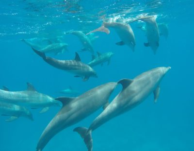 Dolphin House im Roten Meer